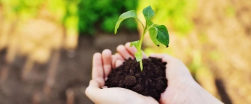 Plant held in hands