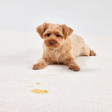 Dog laying on carpet that has pet urine stain on it.