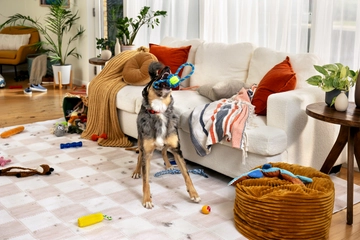Pet Proven Trails Hero 04